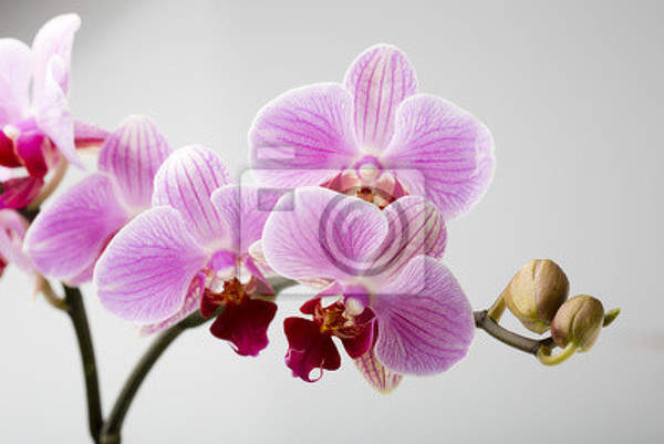 Фотообои - Цветение орхидеи артикул 10008297