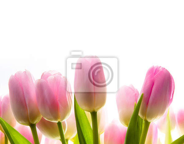 Фотообои - Тюльпаны на белом фоне артикул 10008136