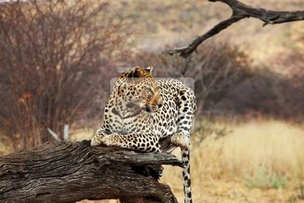 Фотообои с леопардом на дереве артикул 10007941