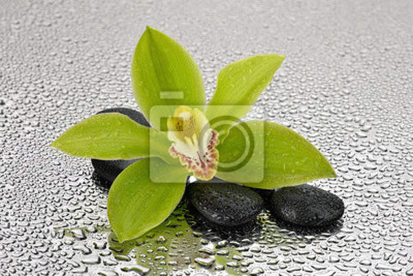 Фотообои - Зеленая орхидея артикул 10008311