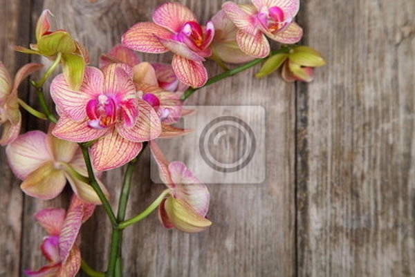 Фотообои - Орхидея на деревянном фоне артикул 10008315