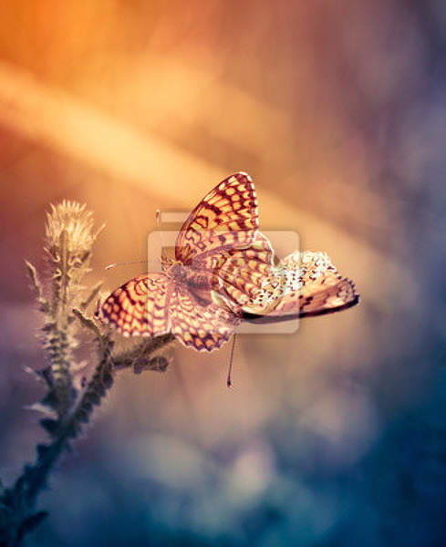 Фотообои - Влюбленные бабочки артикул 10008036