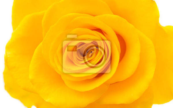 Фотообои для стен - Желтая роза артикул 10008003