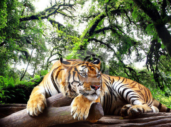 Фотообои - Мудрый тигр артикул 10007929