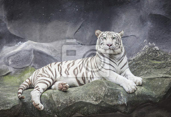 Фотообои - Белый тигр на скале артикул 10007935