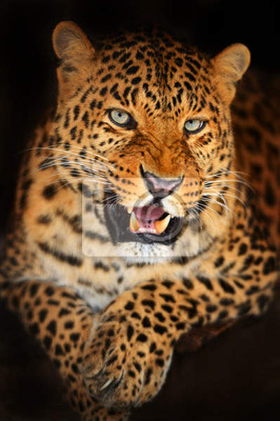 Фотообои с портретом леопарда артикул 10007936