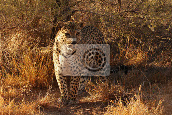 Фотообои с леопардом в Намибии артикул 10007938