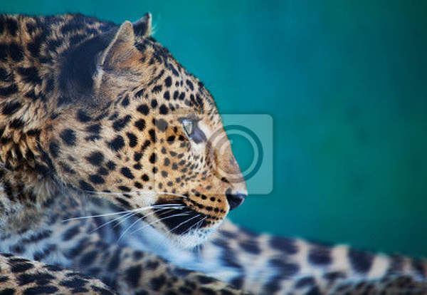 Фотообои -  Леопард на зеленом фоне артикул 10008068