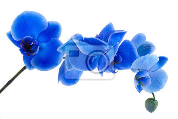 Фотообои - Синяя орхидея артикул 10008291