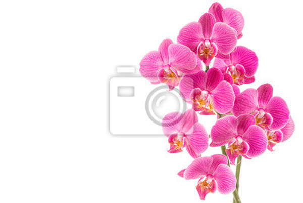 Фотообои на стену - Орхидея на белом артикул 10008305