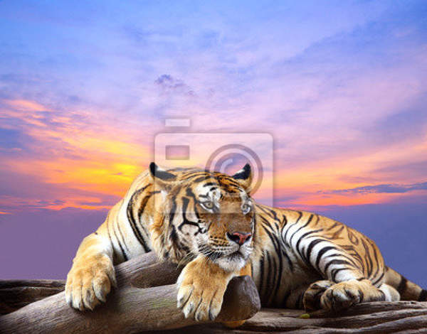 Фотообои с тигром на закате артикул 10007930