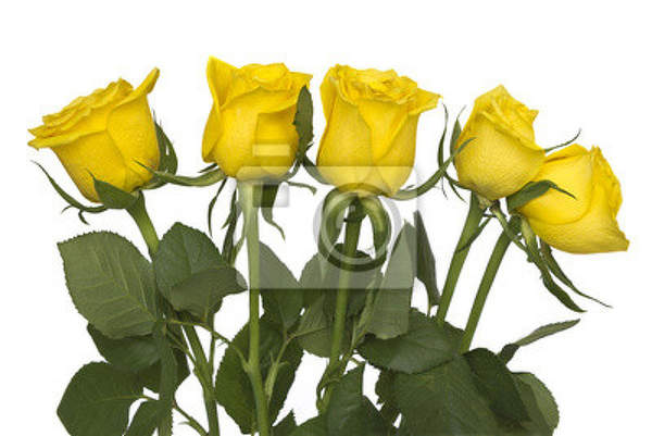 Обои для стен - Желтые розы артикул 10007997
