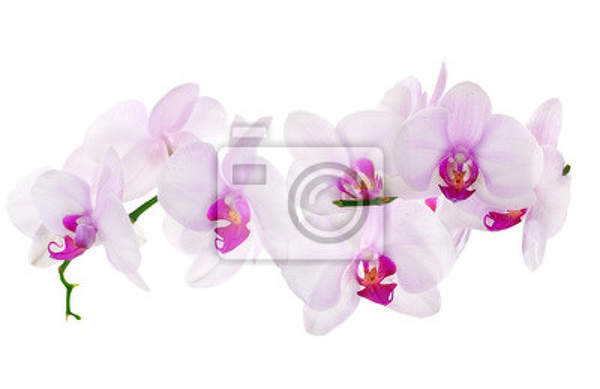 Фотообои - Веточка орхидеи артикул 10008284