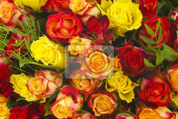 Фотообои - Разноцветные розы артикул 10008004