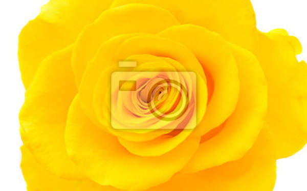 Фотообои на стену - Желтая роза артикул 10007999
