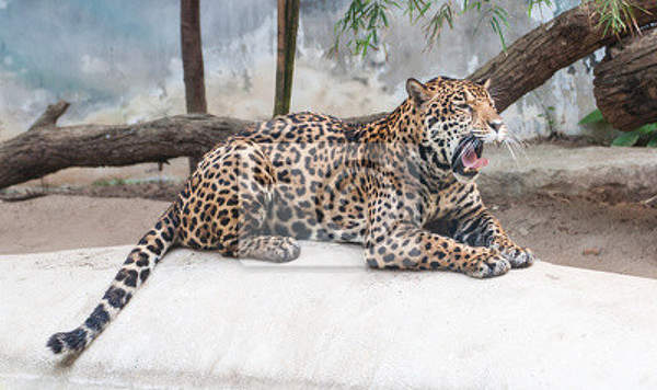 Фотообои - Уставший леопард артикул 10007940