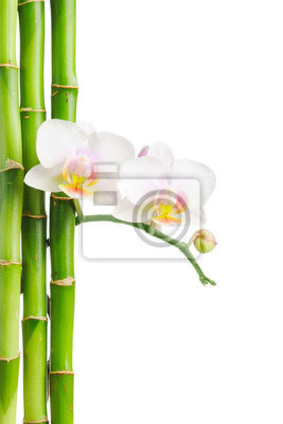 Фотообои - Бамбук и орхидея артикул 10008300