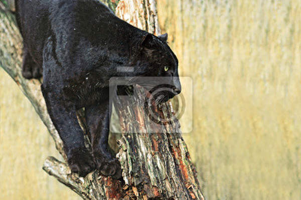 Фотообои для стен - Черная пантера артикул 10007950