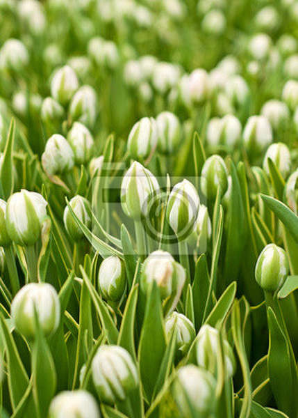 Фотообои - Зеленые тюльпаны артикул 10008209
