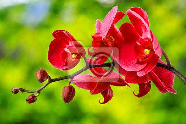 Фотообои с красной орхидеей на размытом фоне артикул 10008313