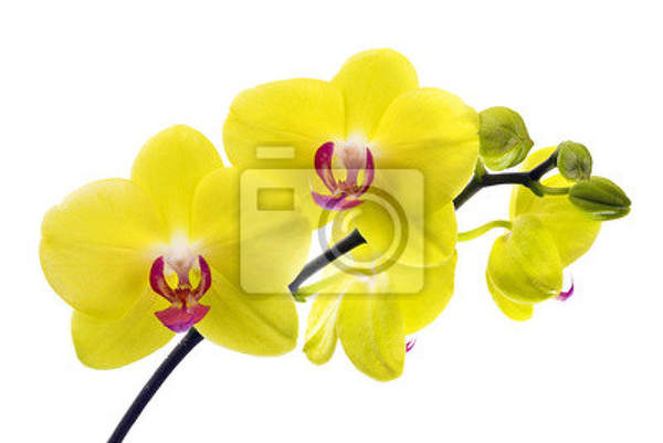 Фотообои с желтой орхидеей артикул 10008109