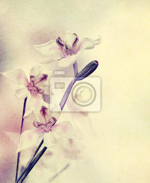 Фотообои - Орхидея в стиле гранж артикул 10008293