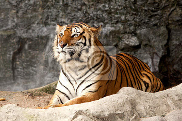 Фотообои - Королевский тигр артикул 10008119