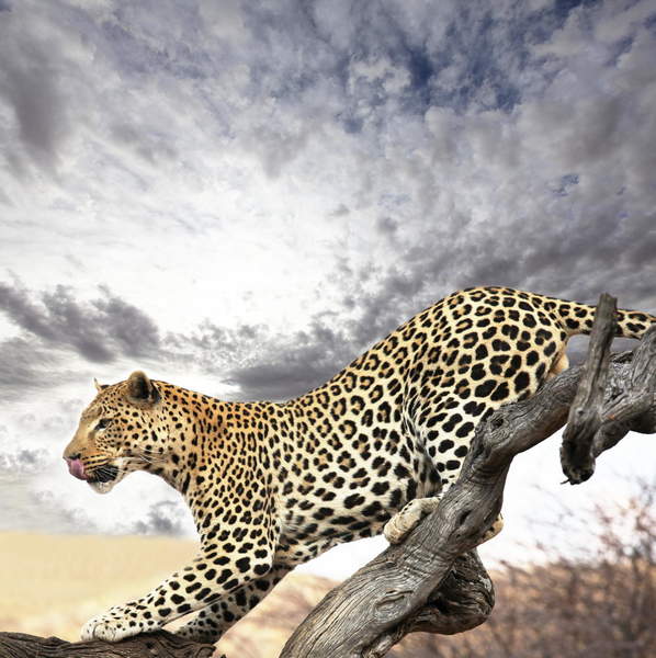 Фотообои с леопардом на дереве артикул 10002392