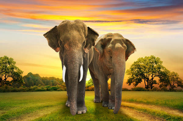 Фотообои - Слоны на закате артикул 10005961