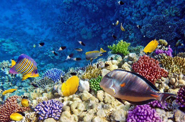 Фотообои - Коралловые рыбки Красного моря артикул 10003627