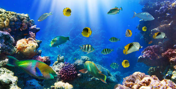Фотообои с коралловыми рифами и рыбами артикул 10002911