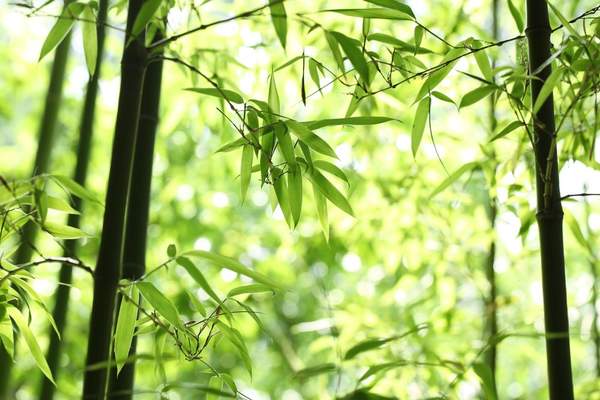 Фотообои с бамбуковыми побегами артикул 10004406