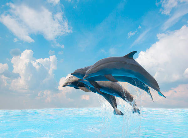 Фотообои для стен - Дельфины артикул 10003616