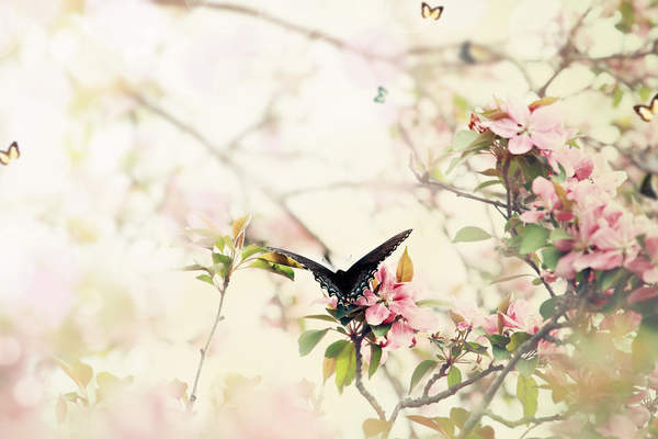 Фотообои с бабочкой - "Весеннее настроение" артикул 10007638