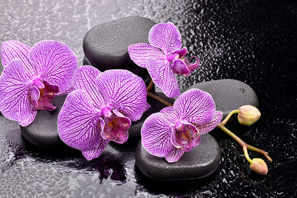 Фотообои - Орхидеи на камнях артикул 10008304