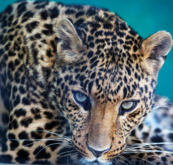Фотообои - Леопард - макро артикул 10005606