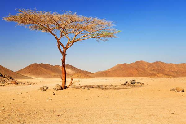 Фотообои с деревом в пустыне артикул 10000023