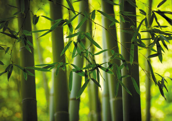 Фотообои для стен — Зеленый бамбук артикул 10003926