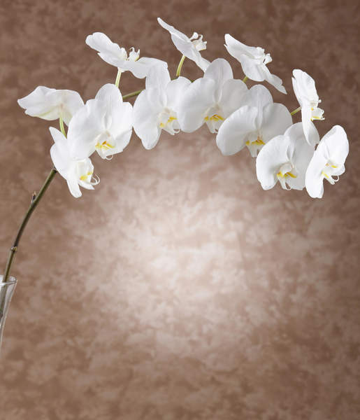 Фотообои с белыми орхидеями на коричневом фоне артикул 10000794