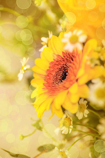 Фотообои - Весенний цветок артикул 10007308