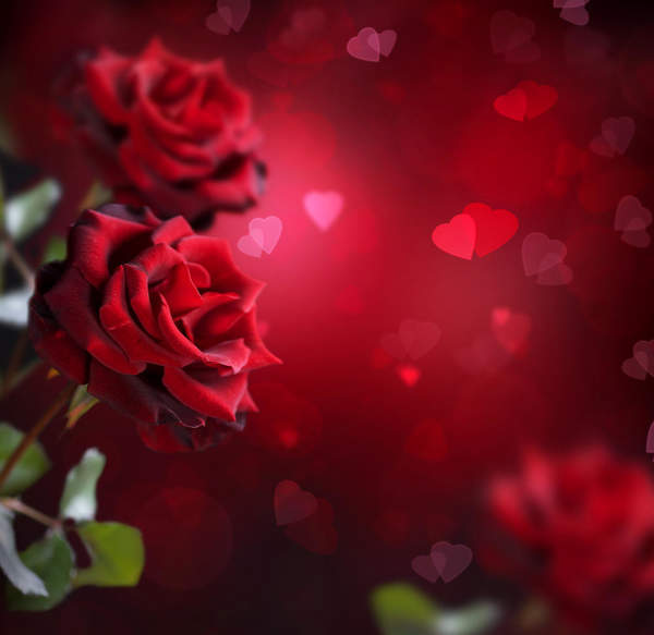 Фотообои с красными романтическими розами артикул 10000563