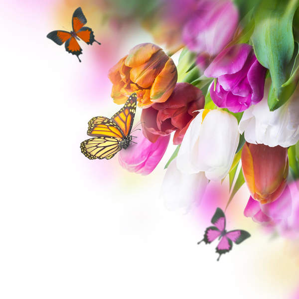 Фотообои - Бабочки и тюльпаны артикул 10006170