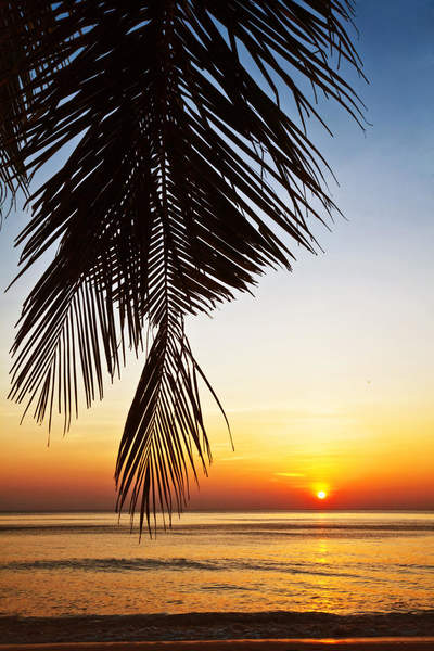 Фотообои с закатом в тропиках и пальмовой ветвью артикул 10001793