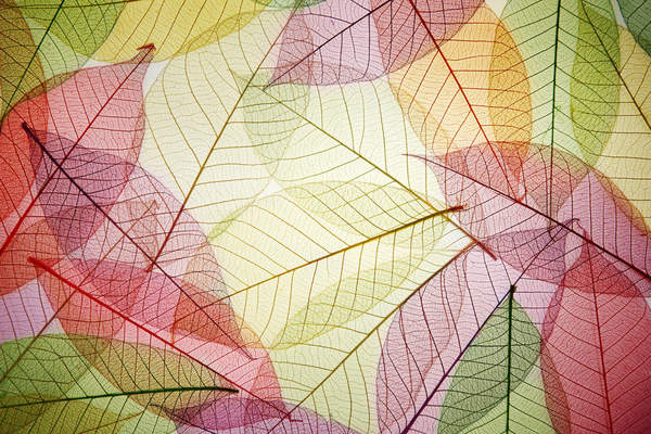 Фотообои с разноцветными листьями артикул 10002172