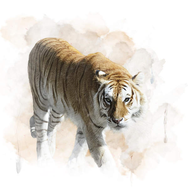 Арт-обои с рисованным тигром артикул 10005614