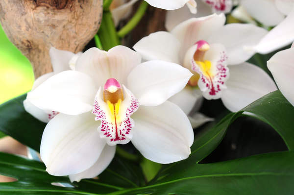 Фотообои - Орхидеи артикул 10000777