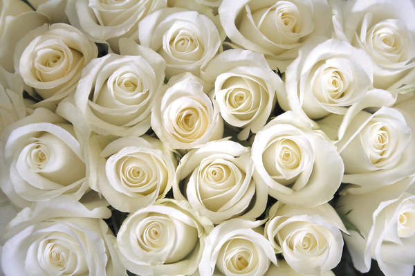 Обои с белыми розами артикул 10007738