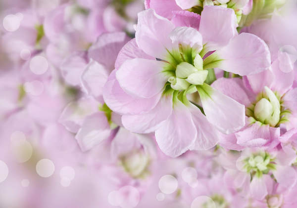 Фотообои - Весенние пастельные цветы артикул 10006953