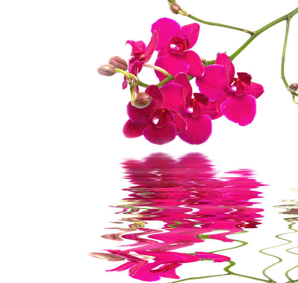 Фотообои с отражением розовых орхидей в воде артикул 10000441