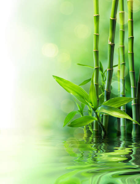 Фотообои с бамбуковыми стеблями в воде артикул 10002062